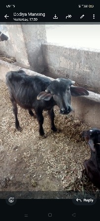 પાડો વેચવાનો છે