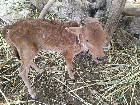 વેશવાની સે