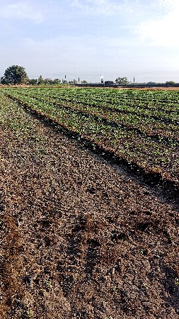 કારો ભૂકો વેચવાનો છે