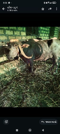 વેચવાની છે