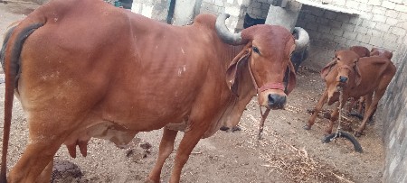 ગાય વેંચવા ની