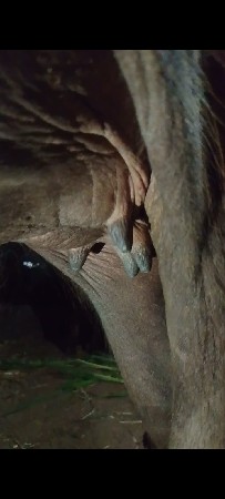 ભેંસ વેચવાની છે