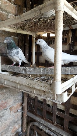 थंबनेल 3