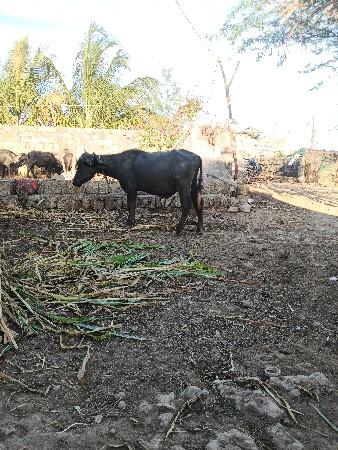 थंबनेल 2