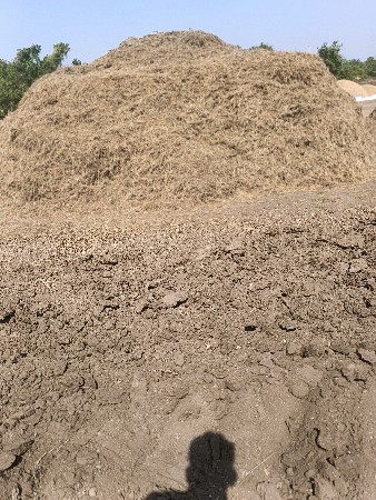 કોરો માંડવી નો ભૂકો