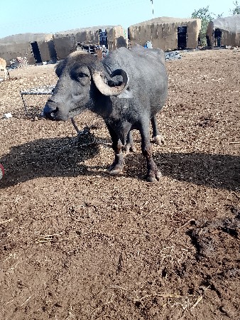 ભેંસ વેચવાની છે ત્રીજું વેતર