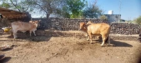 ત્રીજી વાવની કરેલ બળદ વેચવાના