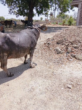 ભેંસ વેચવાની છે