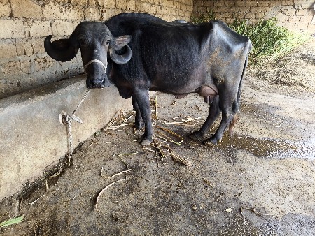 थंबनेल 3