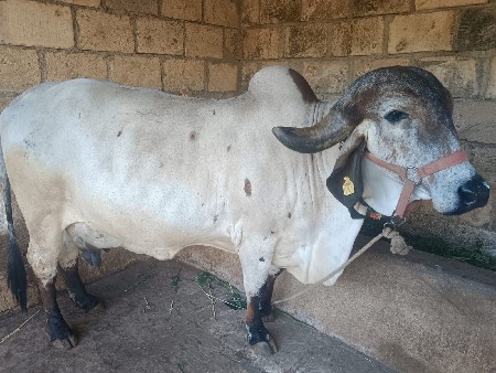 थंबनेल 2