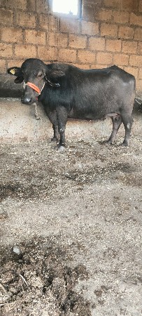 થંબનેલ 3