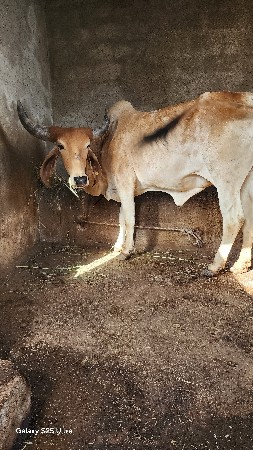 थंबनेल 3