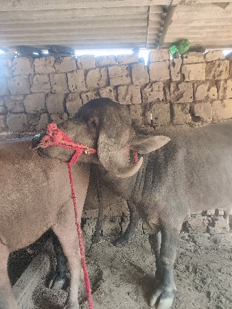 પાડો વેચવાનો છે