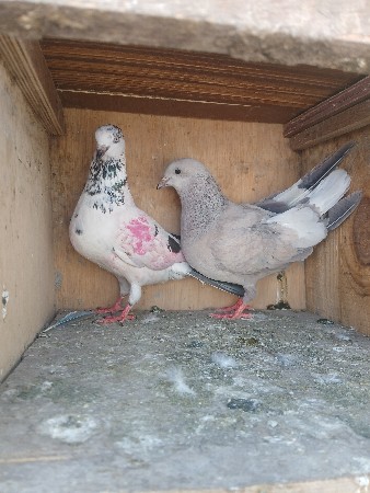 કબુતર ના સાટા કરવાના છે