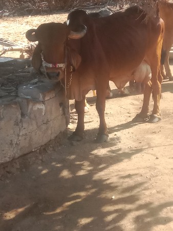 ૬૩૫૪૬ ૫૮૯૧૧