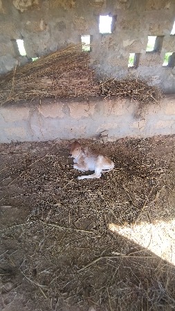 ગાય વેચવાની છે