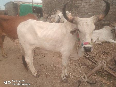 थंबनेल 2