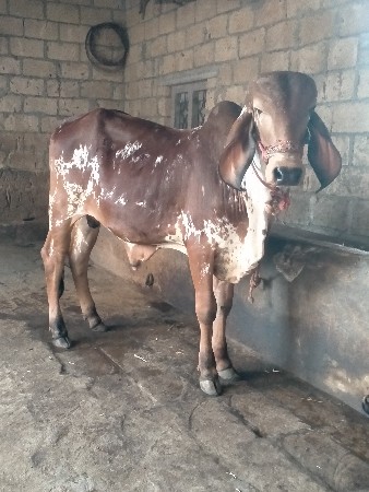 ગીર ખુટ વેચવાનો છે