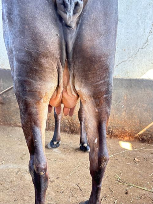 પેલું વેતર હોડકી વેચવાની છે.