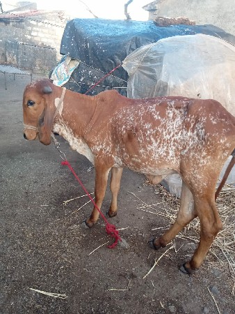 ગીર કાબરી હોઙકી વેચવાની સે