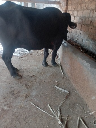 આ ભેંસ વેચવાની છે