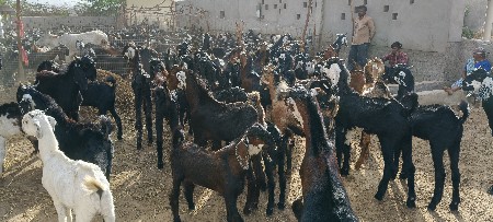 બકરા વેચવાના છે