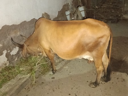 2 દયદેવાનીશે