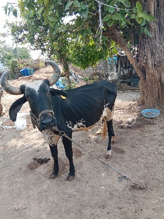 थंबनेल 3