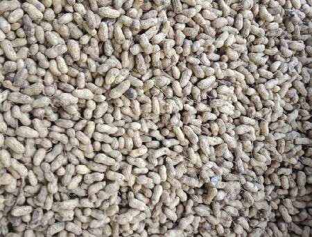 ૨૨ નંબર મગફળી વેચવાની છે