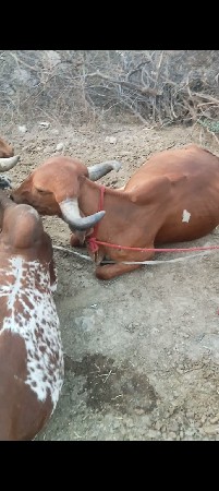 દેશી ઓળખ્યો 7 વેચવાની છે બે મહિનાથી