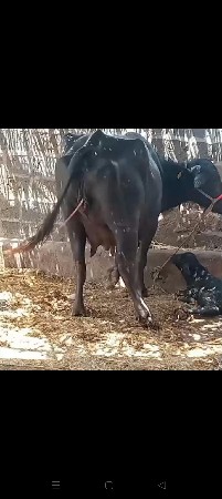 થંબનેલ 2