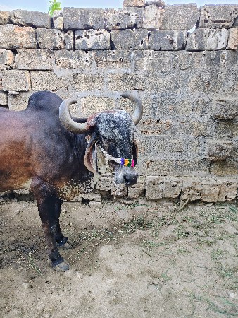 थंबनेल 2