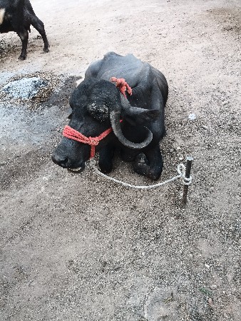 થંબનેલ 3