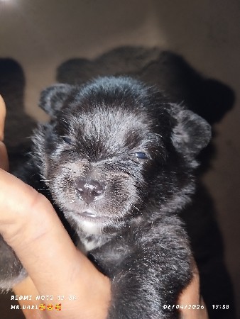 પોમેરિયન