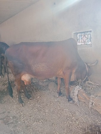 ગાય વેચવાની છે