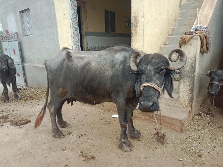 थंबनेल 2