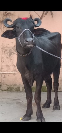 थंबनेल 3