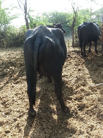 બન્ને નશલનુ એક ખોડલ વેચવાની છે