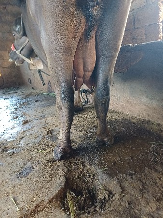 સિસોદિયા સાપરાજ ભાઈ નાનુભાઈ