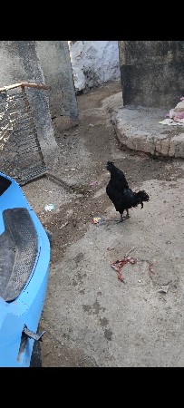 kadaknath 2 murga for sale