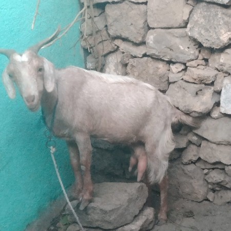 બકરી અને એનો બકરો વેચવાના