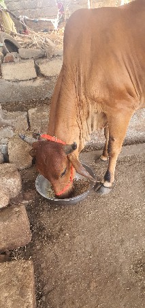 ગાય વેચવાની છે