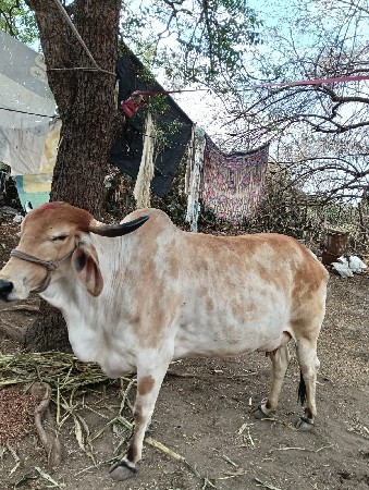 थंबनेल 3