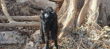 3 bakri vesvani se