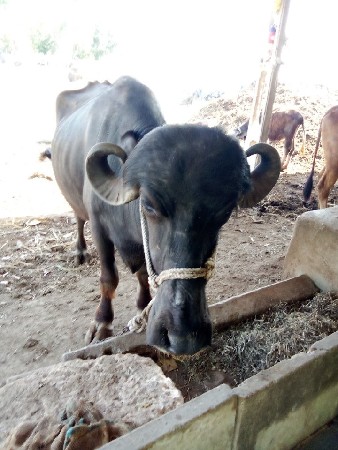 થંબનેલ 2