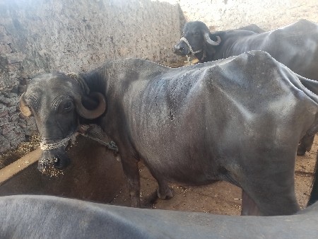 थंबनेल 3