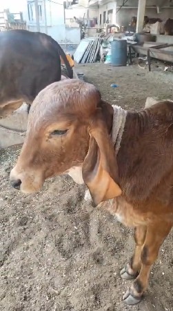 ગીર વાછરડી વેચવાની છે