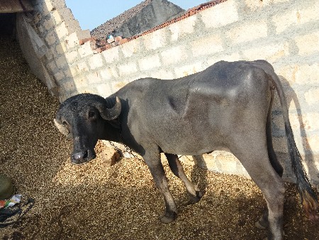 ખડેલી વેચવાની છે