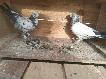 આ કબૂતર ની જોડી વેચવાની છે