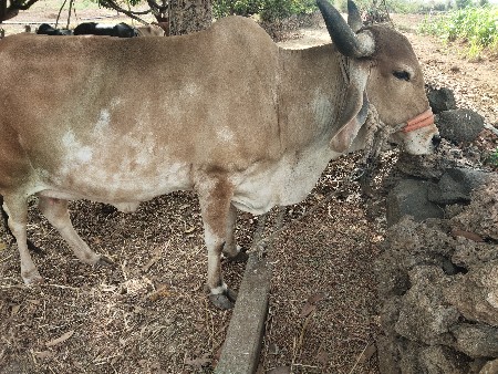 ગાય વેચવાની છે
